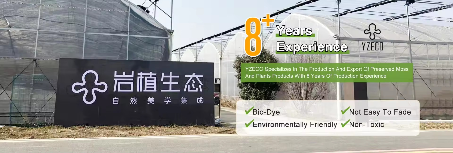 quality Natural Preserved Moss factory